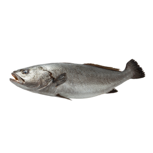 Corvina Fresca