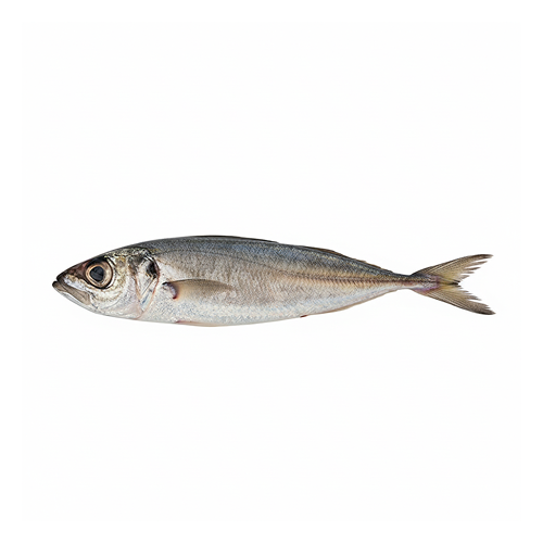 Carapau Médio Fresco