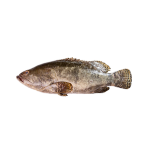 Garoupa Pequena Fresca