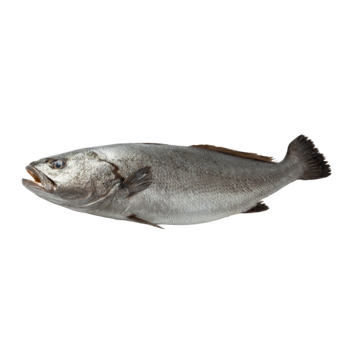 Corvina Selvagem Fresca