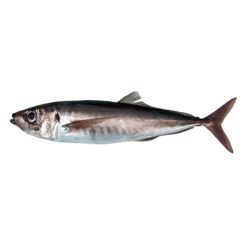 Carapau Negrão Fresco