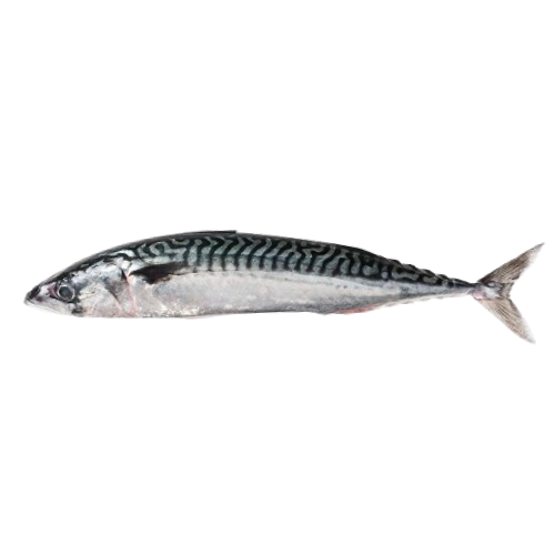 Cavala Fresca
