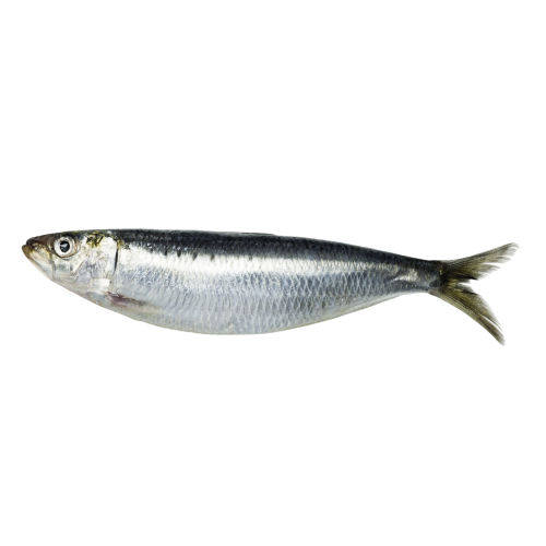 Sardinha Fresca