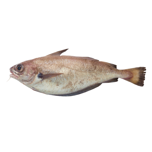 Faneca Fresca