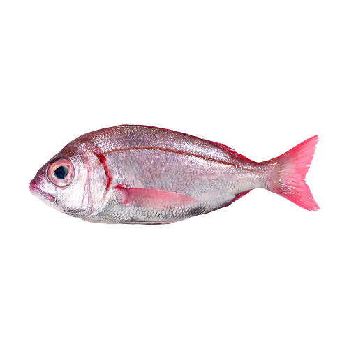 Cachucho Fresco