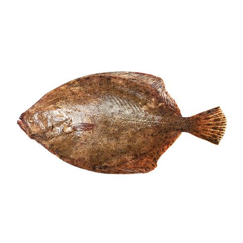 Linguado Selvagem Fresco